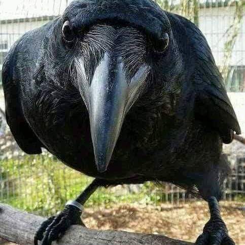 Bu sabah kargalar ibretlik bir belgesel sundu,kaldirimda bir karga  ordan oraya gidiyor.kanat cirpiyor ama bir turlu ucamiyor,kedinin biri pusuya yatti,derken 2.kedi,hamle yaptılar..