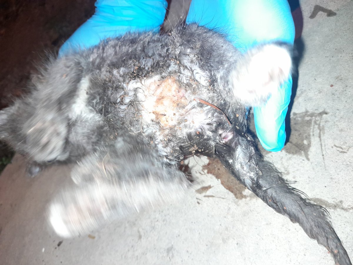 _puterizh's tweet photo. Suami aku baru lepas selamatkan anak kucing kena bantai anjing. Masalah sekarang ni aku tengah tak cukup duit nak bawa dia ke vet. Agak berapa kos dia 😭 Malam² macamni mana nak cari klinik vet 😭😭 https://t.co/Z8PxHWpuFP