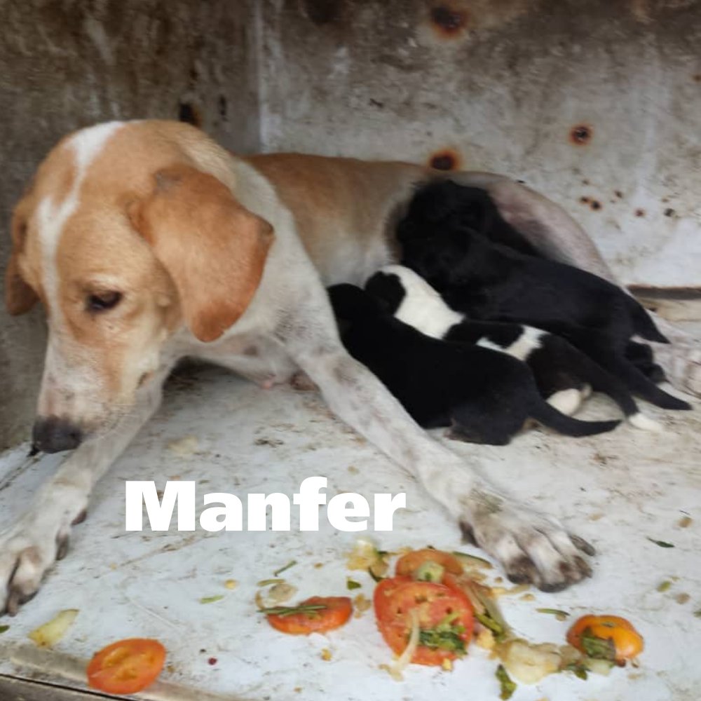apoyocanino's tweet photo. HILO
#Manfer es otro de esos casos en los que no nos cansamos de preguntamos, por qué?
Por qué tanta indiferencia ?
Por qué son invisibles para tantas personas?
Por qué tanto sufrimiento ? https://t.co/5o3tqwysLo