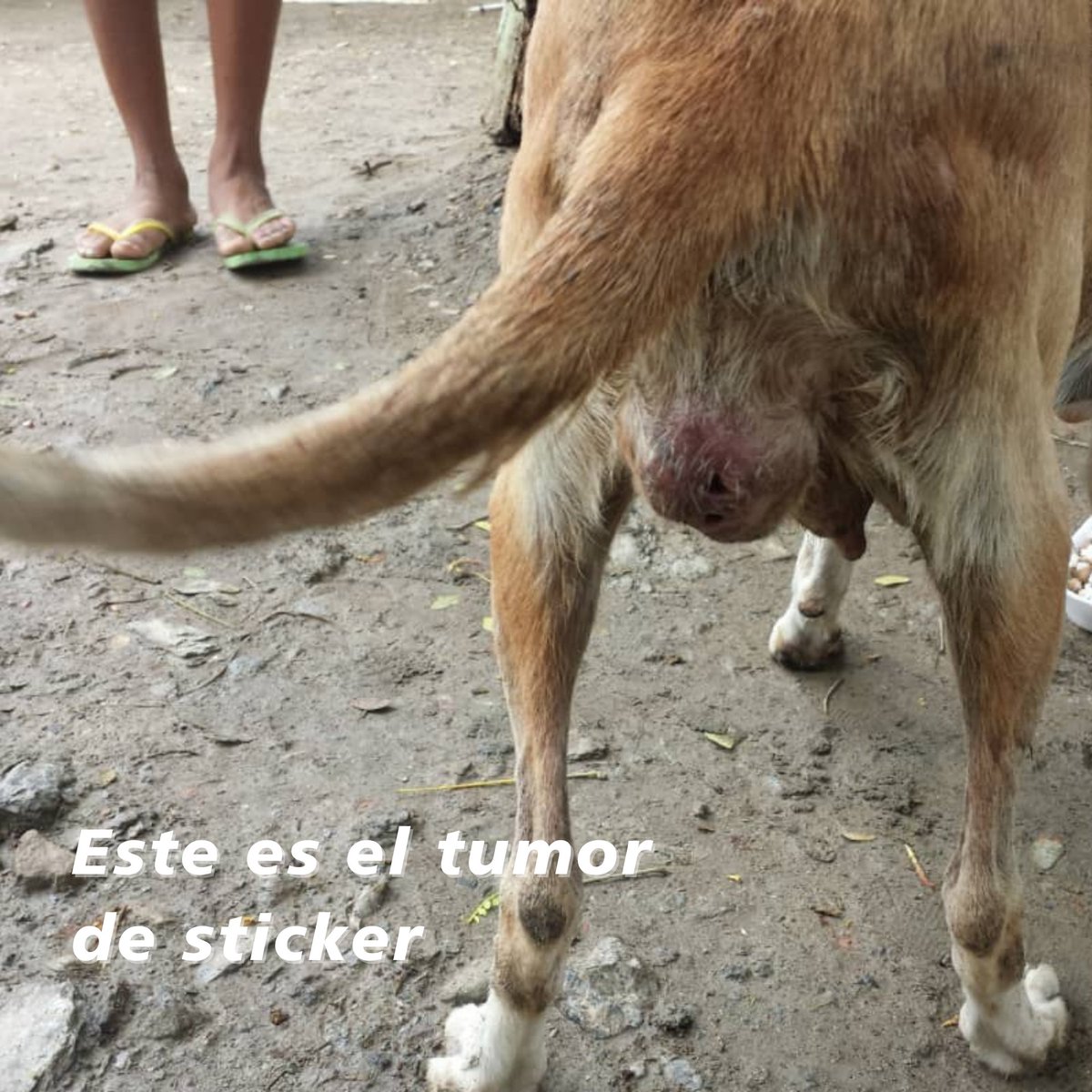 apoyocanino's tweet photo. HILO
#Manfer es otro de esos casos en los que no nos cansamos de preguntamos, por qué?
Por qué tanta indiferencia ?
Por qué son invisibles para tantas personas?
Por qué tanto sufrimiento ? https://t.co/5o3tqwysLo