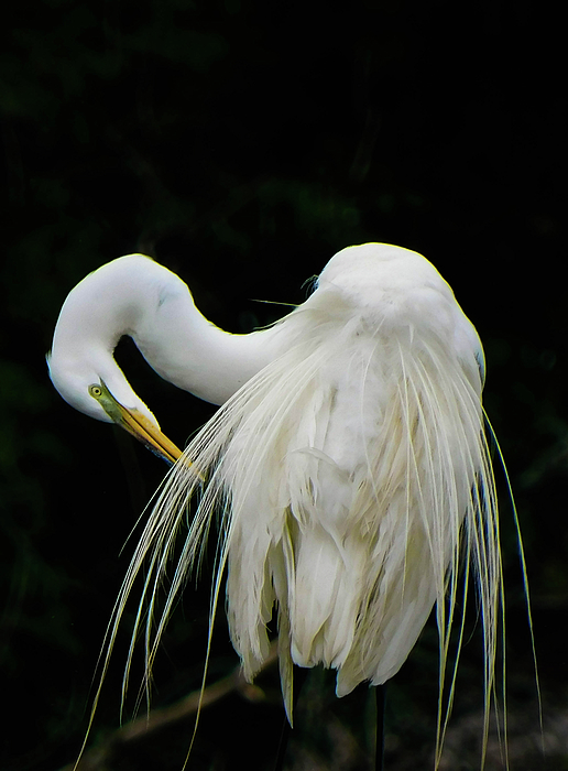 LacanneSue's tweet photo. New artwork for sale! - "Egret grooming" - https://t.co/mSxMQntwY3 @fineartamerica https://t.co/4tyC9OBLeN
