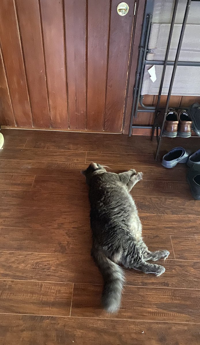 BBGsWorld's tweet photo. If I stay here long enough somebody’s gonna open the door 🚪 😻
#smartsunday
#funday #bbg #bbgsworld
#cats #catsoftwitter https://t.co/WW8Et4MAvI