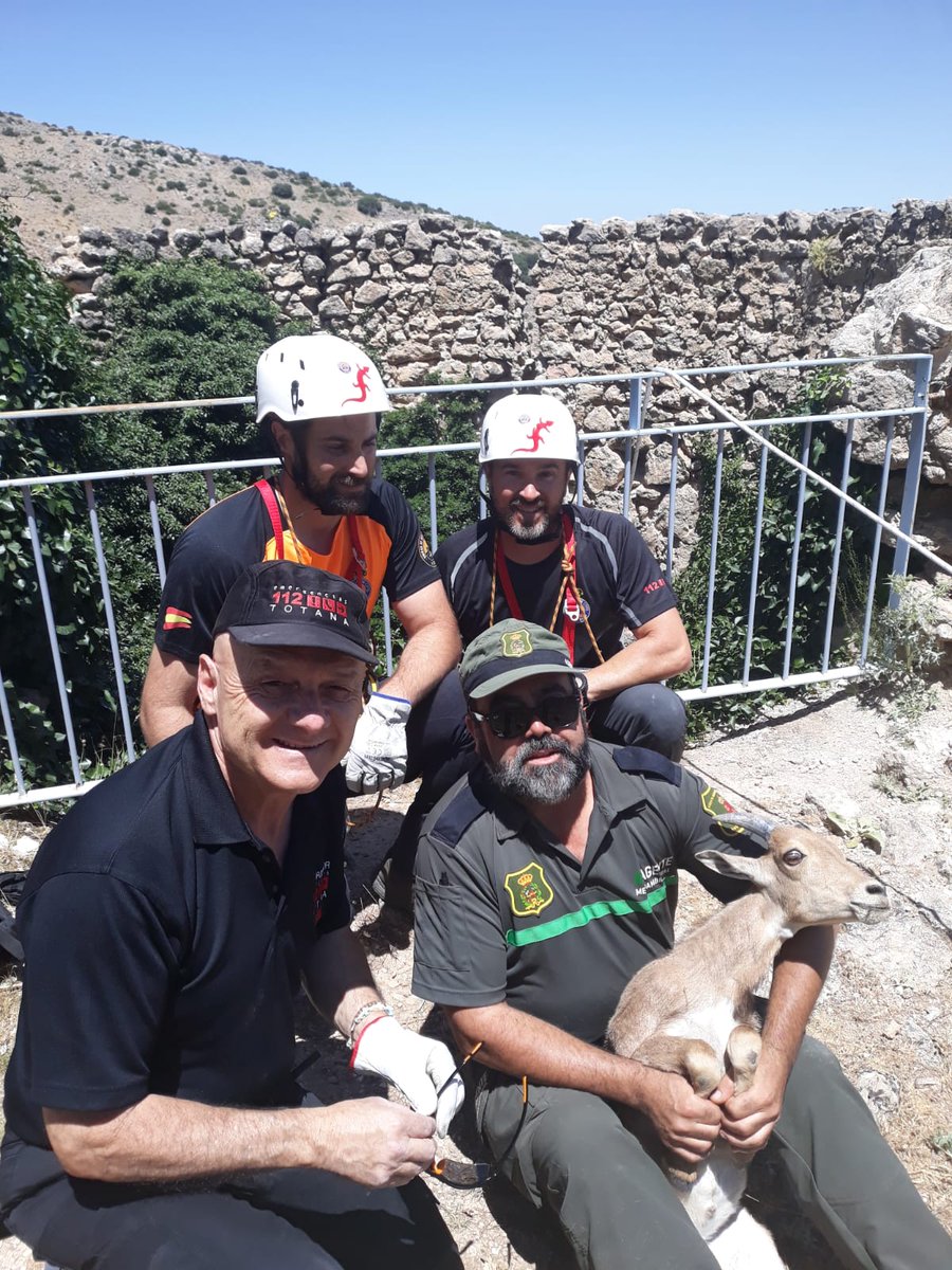 Agradecidos por la colaboración que hoy nos han brindado los miembros de las Agrupaciones de Protección de Aledo y Totana para el rescate de un ejemplar joven de arrui que había caído en el interior de unos de los "pozos de la nieve" en Sierra Espuña.