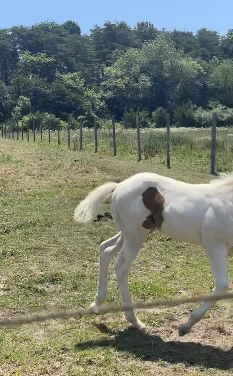 CryptoLegendTv's tweet photo. I have a baby! 🐴 https://t.co/YvXFoD7dGS