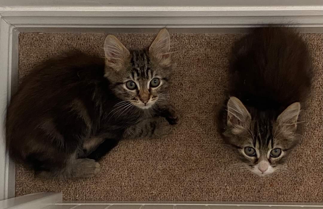 #OnThisDay in 2021, the day they got their forever home #gotchaday #CatsOfTwitter #AdoptDontShop