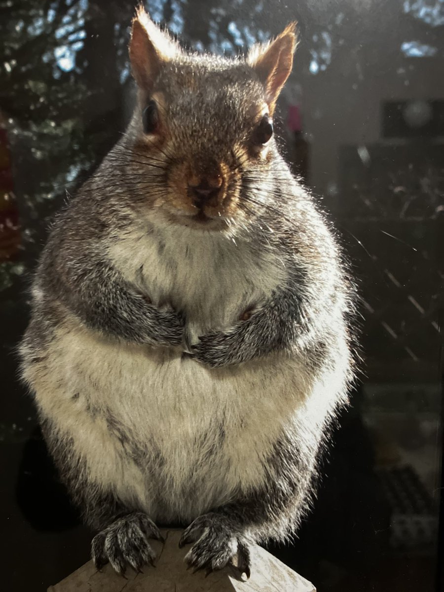 Who shaves your fennel?