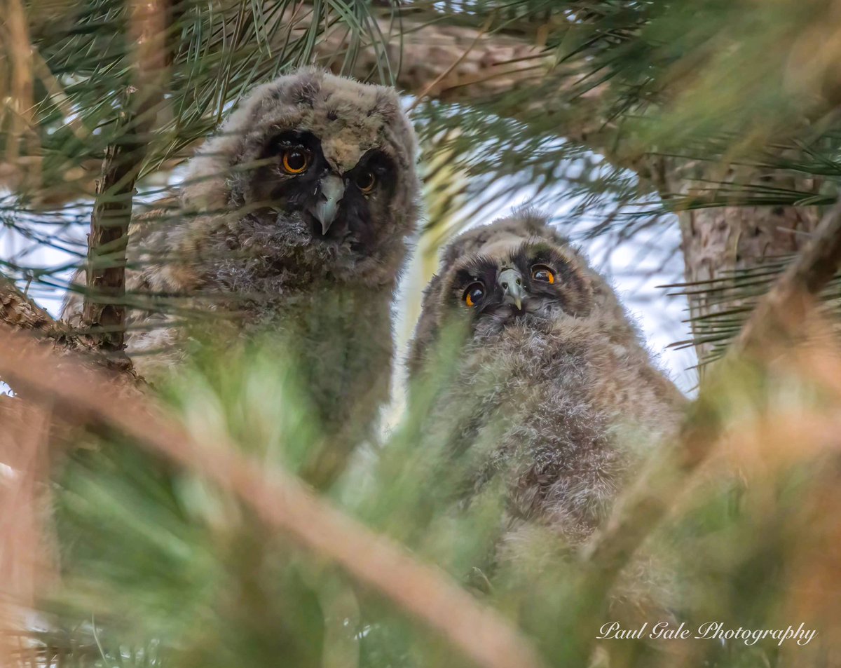 2 Long Eared Owlets from tonight @teesbirds1 @DurhamBirdClub @LongearedOwlne1 @NatureUK @Natures_Voice @bbcwildlifemag #birdphotography #wildlifephotography #NaturePhotography