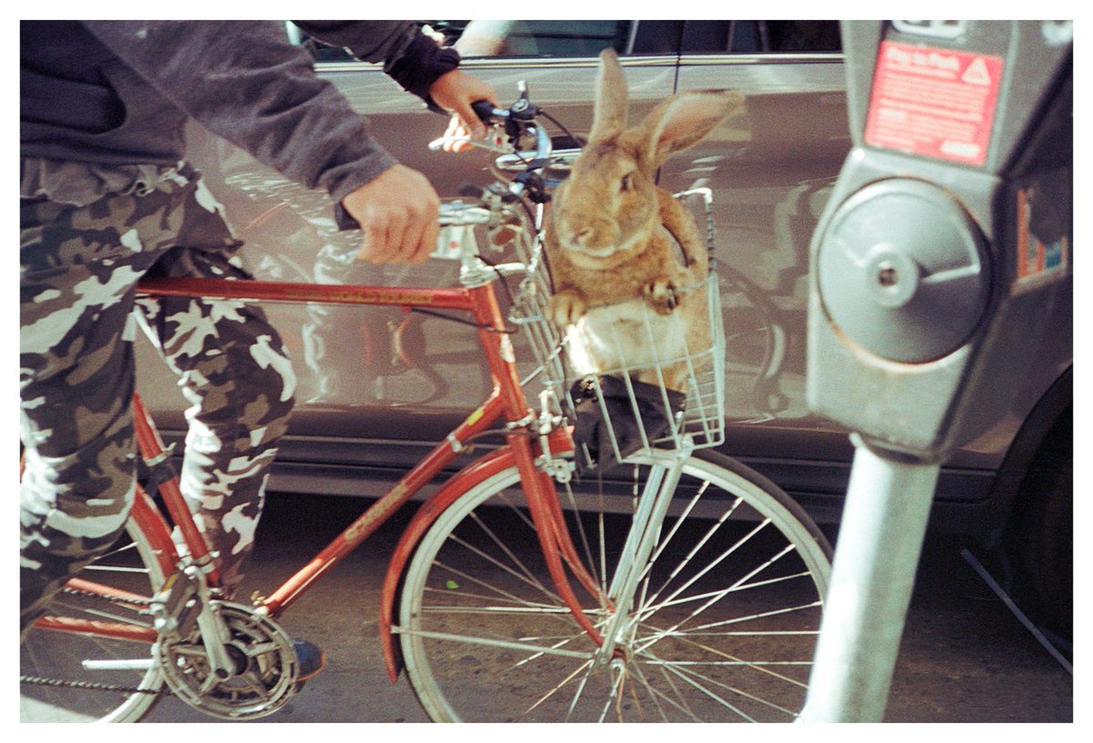 Bunny in a basket.

#portra400 #shotonkodak