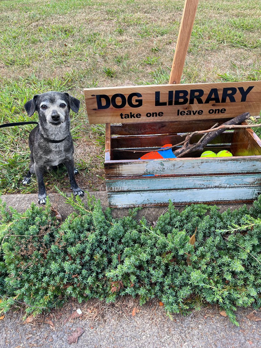 made a dog library for our neighborhood. but instead of books, it’s filled with toys and sticks. i hope everyone likes it. 
#spreadjoy #dogsoftwitter #dogtwitter #seniordog #sundayvibes