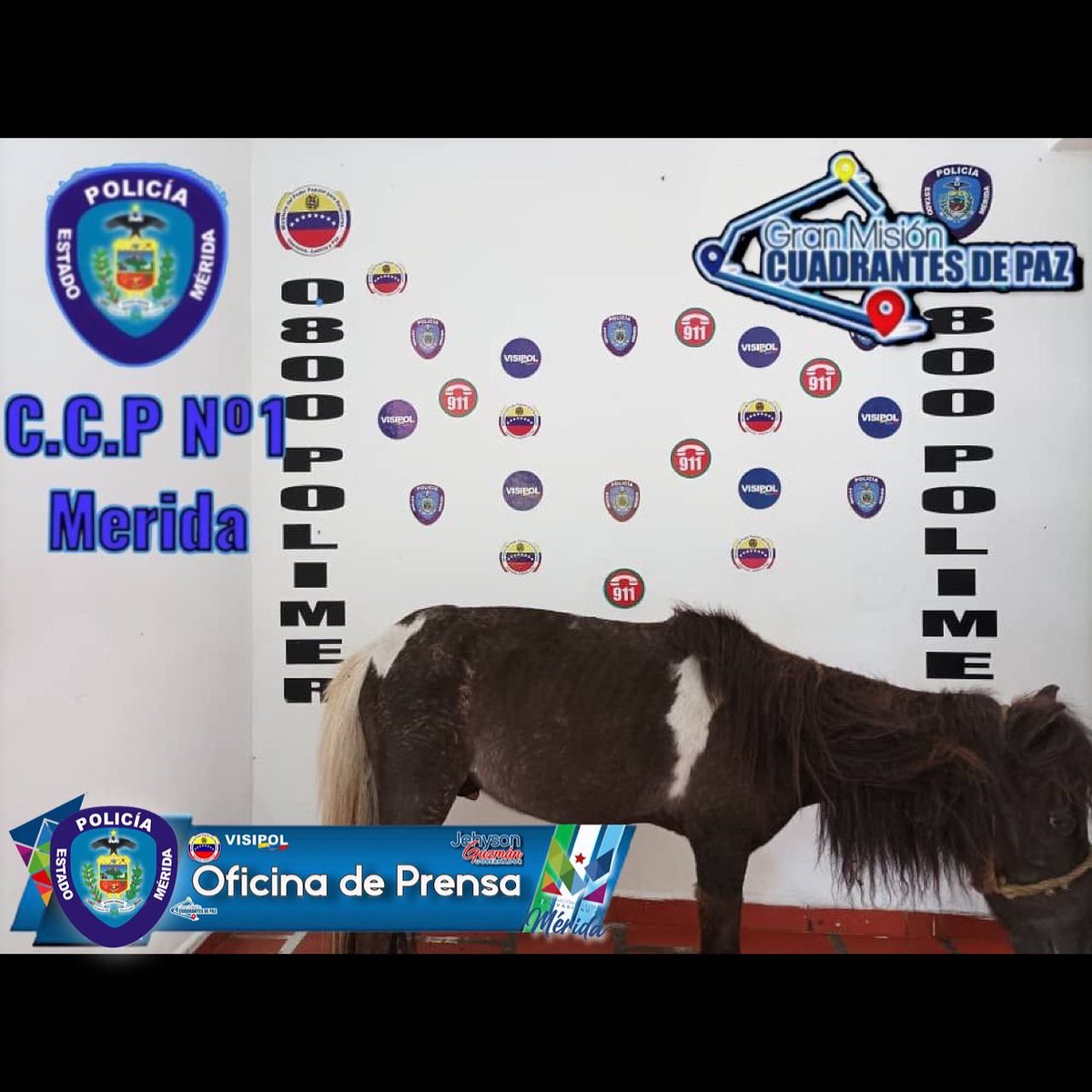 polimerida's tweet photo. #Junio 📲// #LoÚltimo En #Noticias 🚔👮🏻‍♀️👮🏻‍♂️ En el Marco de la Gran Misión Cuadrantes De Paz Merida, Comisión Policial del C.C.P Nº1 Merida, Aprehendieron tres (03) sujetos por la recuperación de un Caballo enano de nombre "Trueno", perteneciente al jardín botánico ( biocontacto). https://t.co/gO2DTmLXar