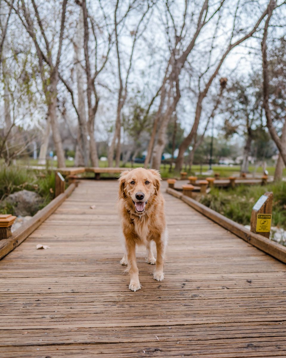 happy sunday!
#GoldenRetrievers #goldenretriever #dogs #dogsoftwitter