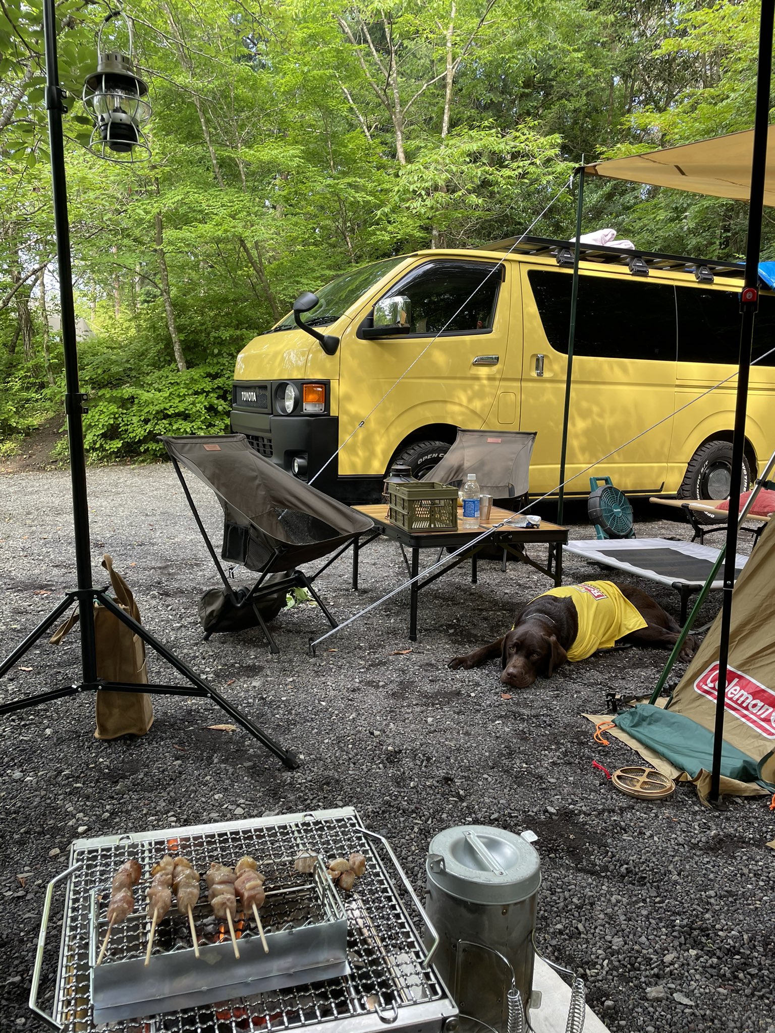 ラブラドールページ ラブラドール れもん (@lemon20210621) / X