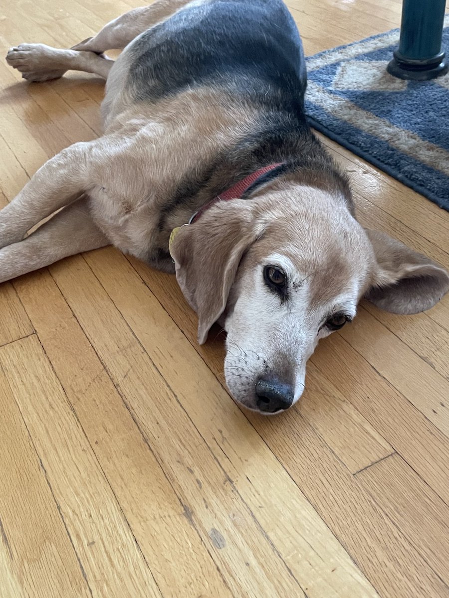 kirklayton's tweet photo. R.I.P. Bernie T. Beagle https://t.co/Stt7oMnuqn