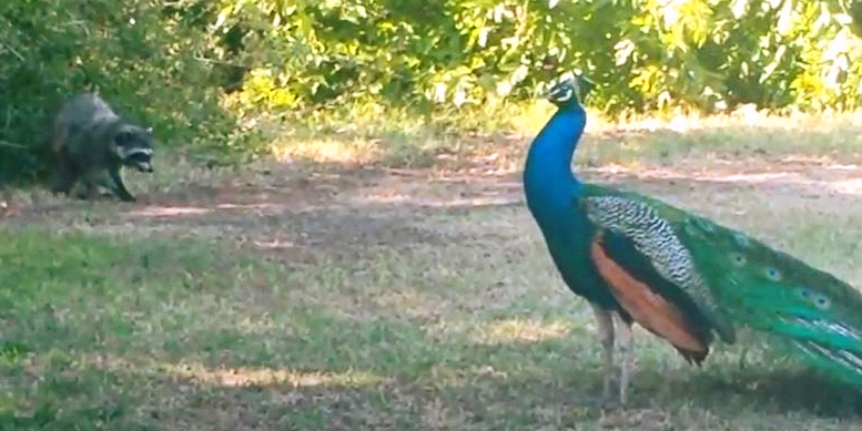 RT @LorenzoTheCat: Just saw this raccoon and peacock get into a fight. It got ugly. I got scared. https://t.co/tw0mxUcvBr