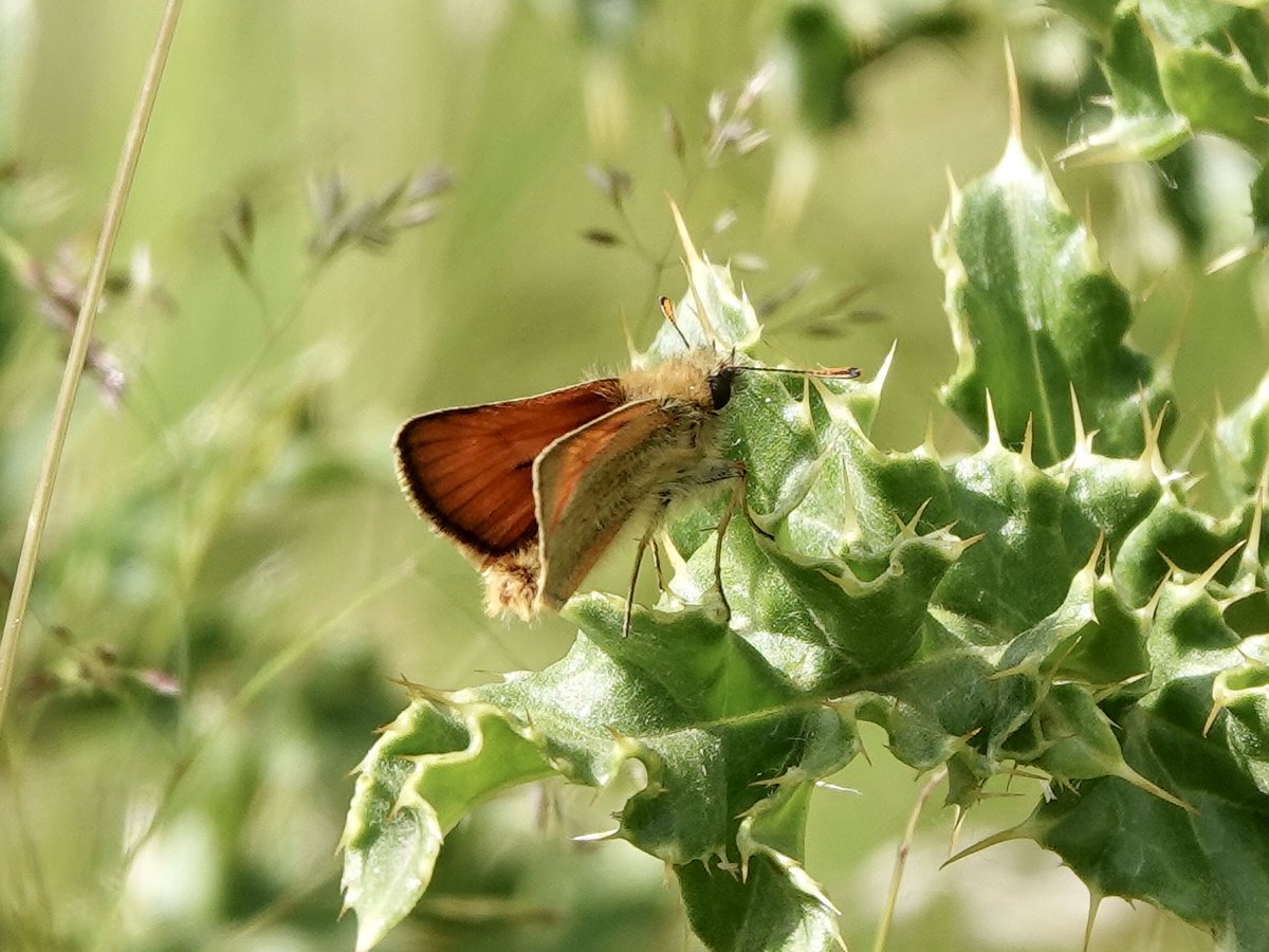 loosemum's tweet photo. My first ever White-Letter Hairstreak, First of the year Marbled White and Small Skippers and only a few minutes walk from the house #Creaton @wildlifebcn @BedsNthantsBC https://t.co/OHbpeQyRQc