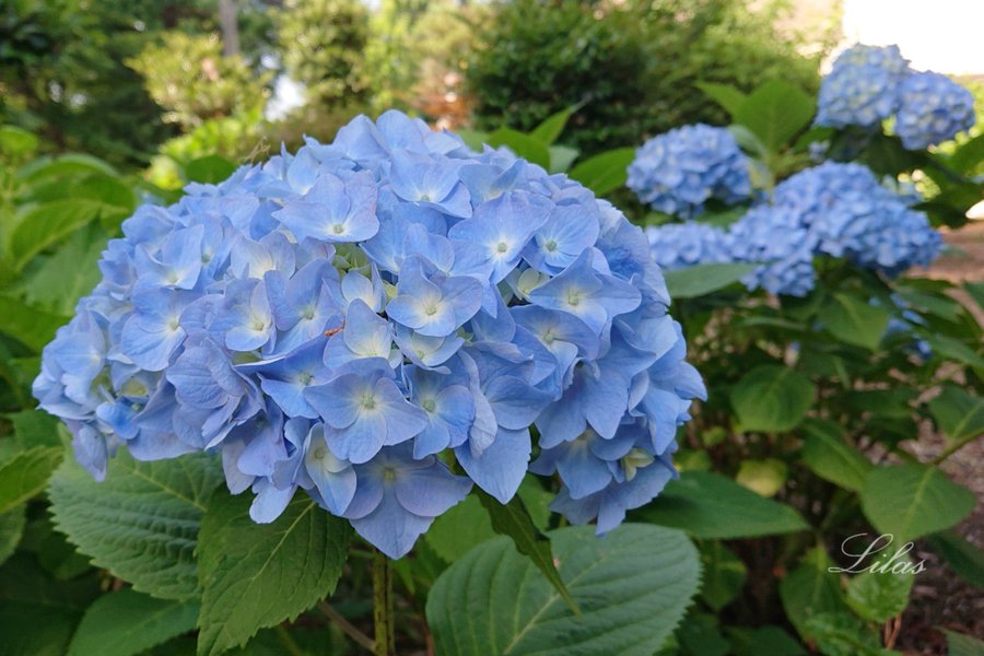 紫陽花には毒があるのになぜカタツムリはいるの 獣医師解説 自然植物図鑑