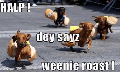 Weenie Dogs ❤️ (@weeniedogs4life) on Twitter photo 