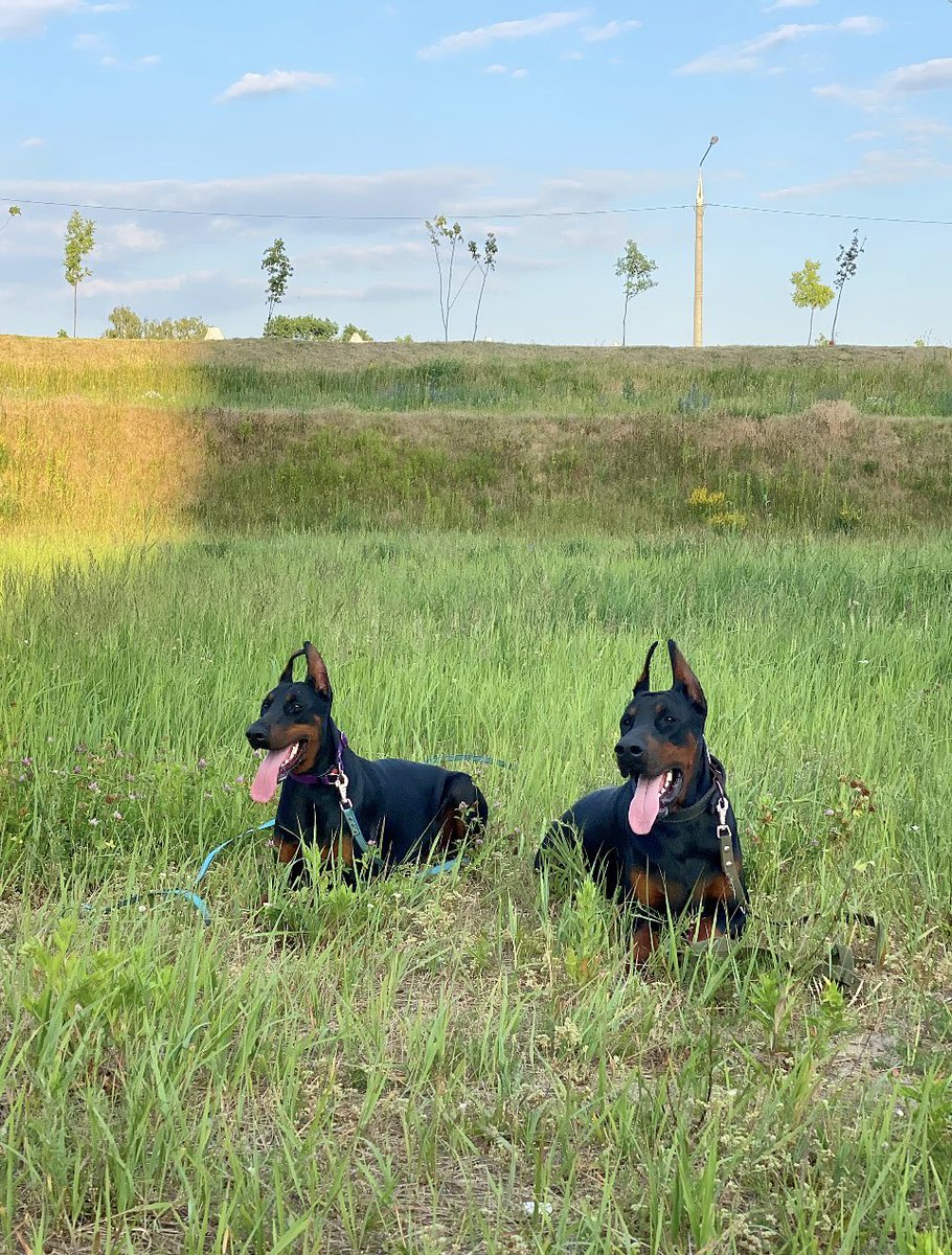 berry_doberman's tweet photo. 😍Family photo of Berry &amp; Atom dobermans at the first joint training👟

𝙱𝚎𝚛𝚛𝚢 &amp; 𝙰𝚝𝚘𝚖 𝙰𝚟𝚊𝚕𝚊𝚗𝚌𝚑𝚎 𝚘𝚏 𝙷𝚎𝚊𝚛𝚝𝚜🤎
(1 𝚢𝚎𝚊𝚛 𝚘𝚕𝚍)

✅Our favorite🔥

to be continued … https://t.co/fYnVds4K3L
