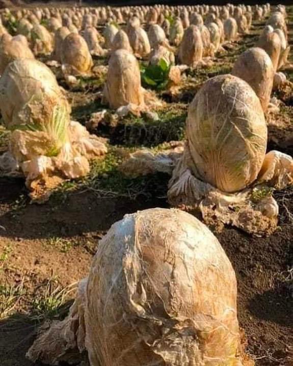 Enséñame de Ciencia tweet media