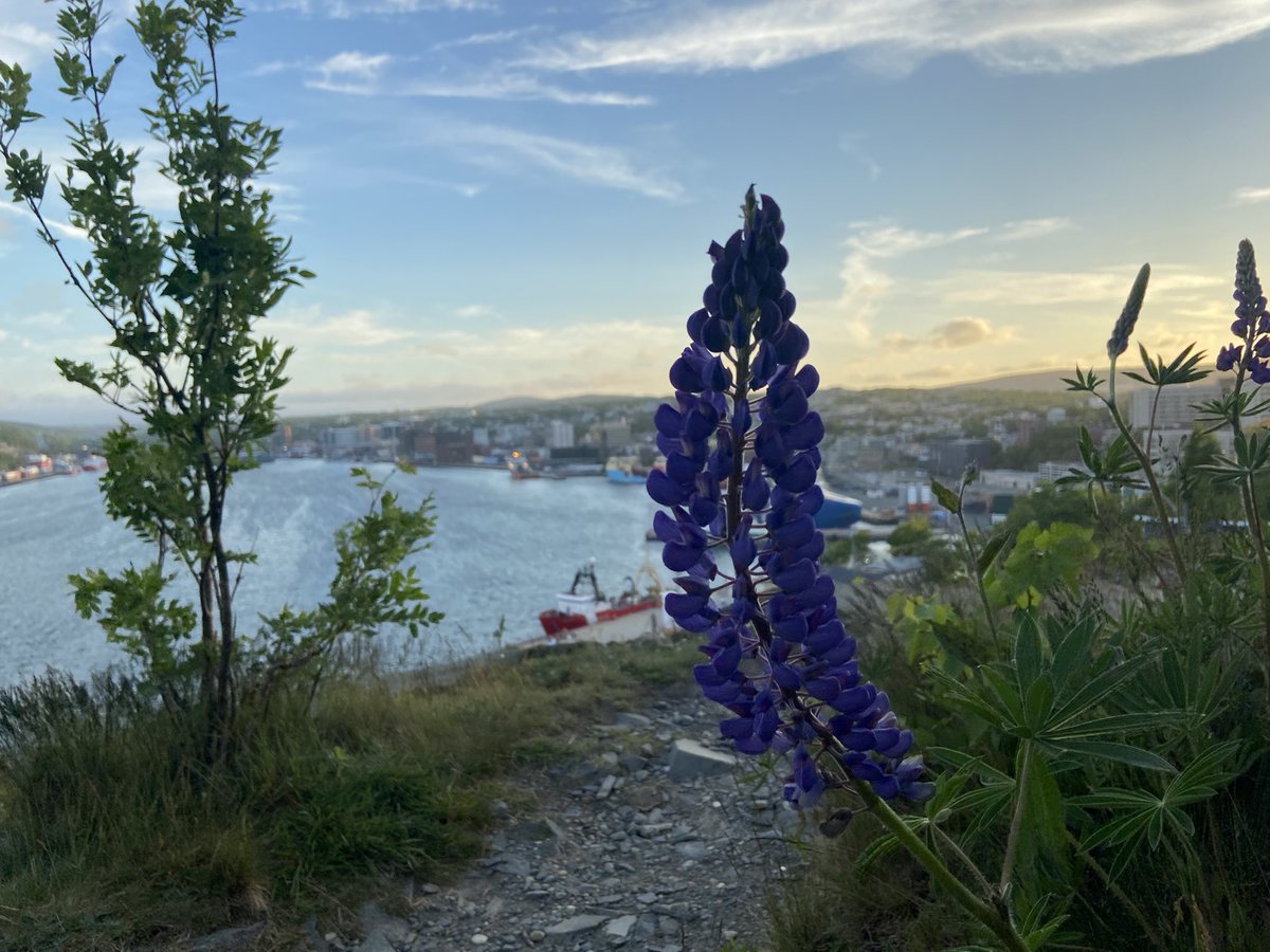 Rendell Shea Manor (@rendellshea) on Twitter photo 