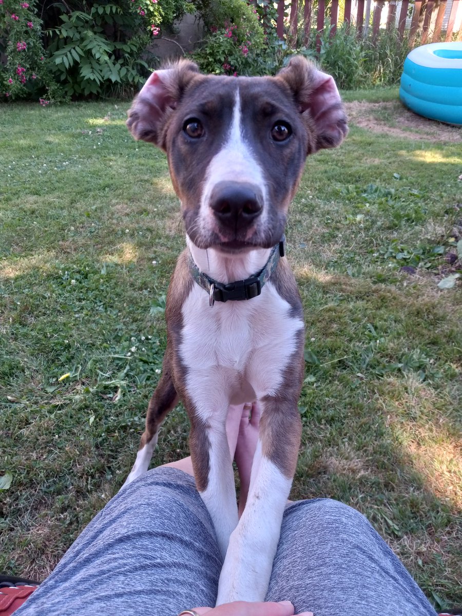 AngelaDrury76's tweet photo. I hear what you're saying! #puppy #labpit https://t.co/1ngzZ7xlPG