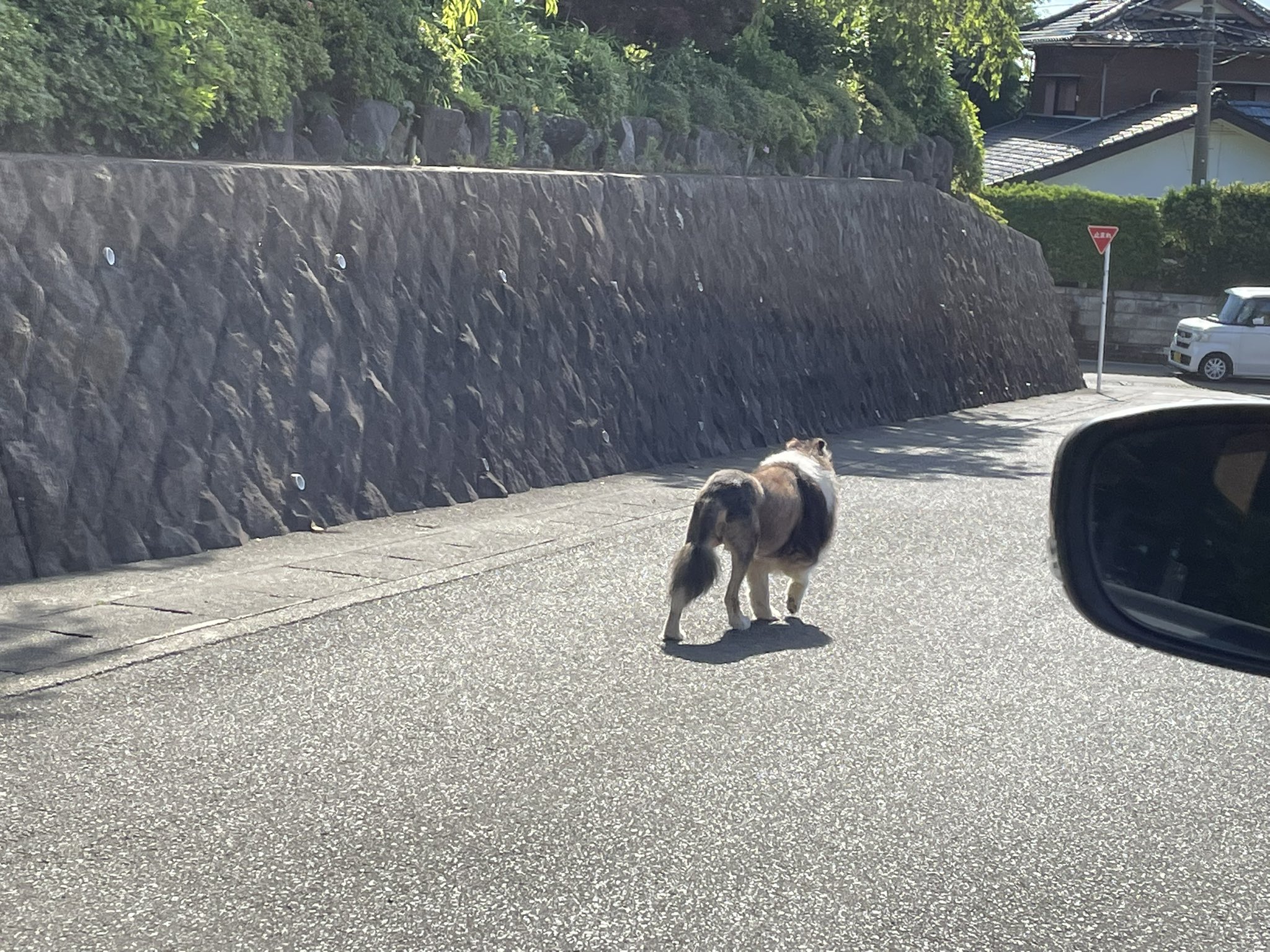 小鳥 神奈川県伊勢原市三ノ宮比々多神社前に7時半迷い犬がいました 保健所営業時間外なので8時半に連絡する予定です 拡散希望rt 迷い犬 T Co Csqhdmr3nx Twitter