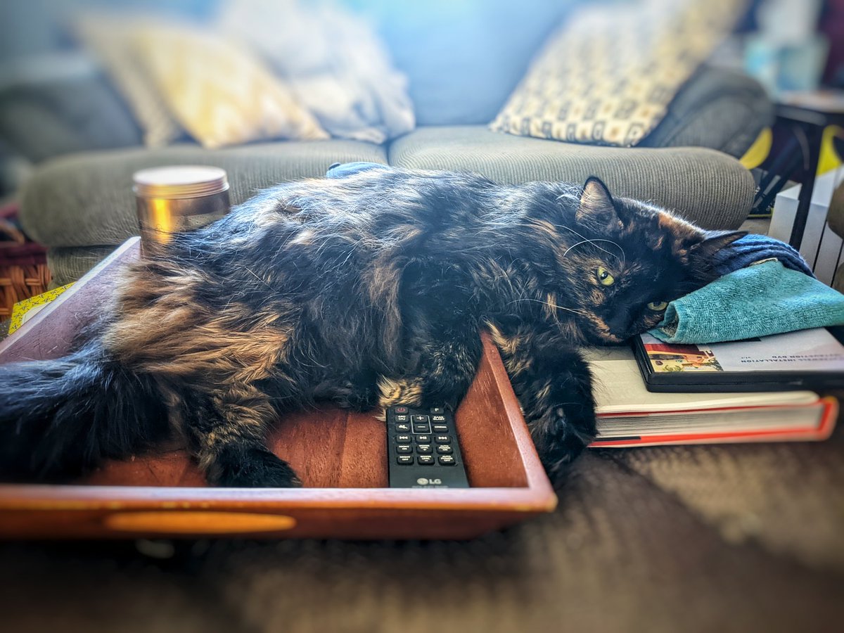 I've been intentionally avoiding social media the past few days. But boy, what it must be like to live life as this girl! Not a care in the world, and enough fluff that even the edge of a wooden tray makes for a comfy spot to stop &amp; take a nap #CatsOfTwitter #Caturday a day late