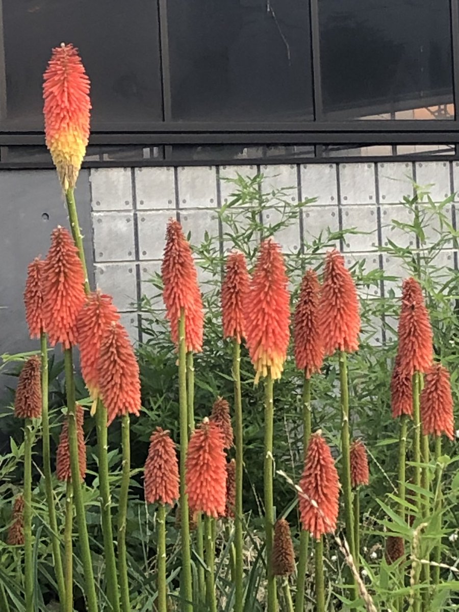 Kniphofiauvaria Twitter Search Twitter