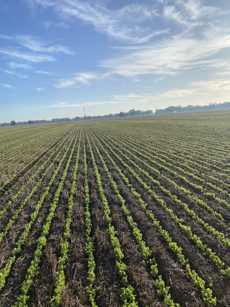 Ultro doing wonders on Group A resistant ryegrass. Last years resistance test came back 70% resistance at 750ml Clethodim 240. I questioned the price of Ultro when it was released, but starting to change my mind. <a href="/zordsinhorsh/">Nick Zordan</a> <a href="/AdamaAgri/">ADAMA Ltd.</a> <a href="/bullfrogtaken/">Jeremy White</a>