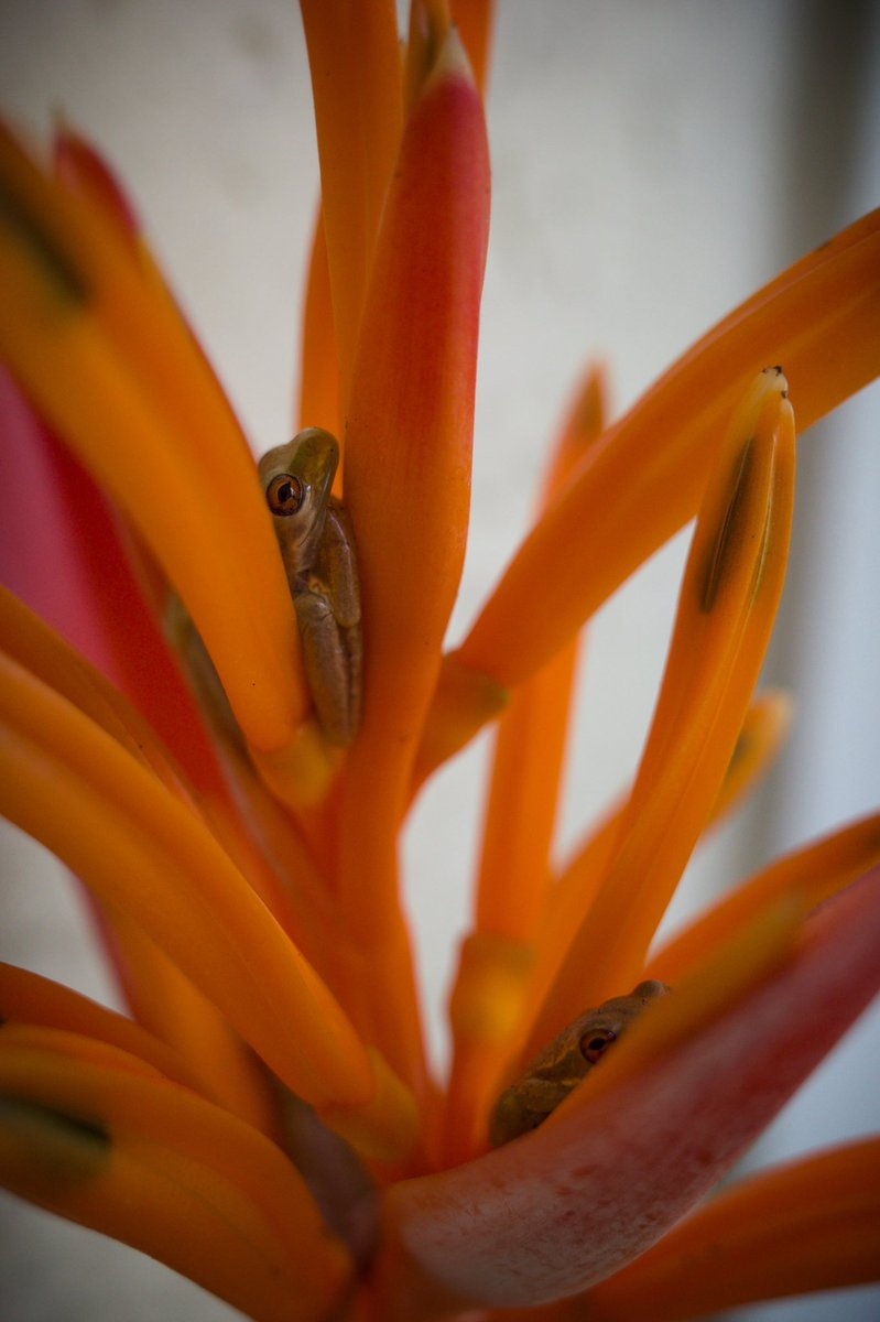 Love living in a reserve. Wish more spaces for critters were put aside in the states. #shotonricoh #ShootGR_FortLauderdale #shootGR