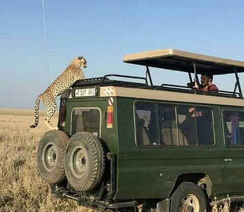 Serengeti the land of unforgettable experience

Serengeti Where Magic Lives On
Serengeti Shall Never Die

#Serengeti 
#MagicSerengeti
#VisitSerengeti