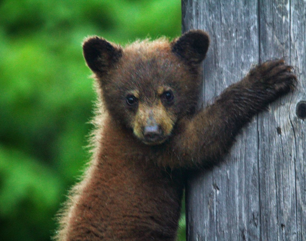 Dax Justin (@daxjustin) on Twitter photo This little #bearcub could scale up trees and poles so fast I couldn't believe my eyes! π» Both cubs were taught well and are not afraid of heights whatsoever. Hats-off to the big Mama for teaching them the way of the #bear and always protecting them. ππΌ
<a href="/Rosslander/">Rosslander</a> <a href="/HelloBC/">Destination BC</a> This little #bearcub could scale up trees and poles so fast I couldn't believe my eyes! π» Both cubs were taught well and are not afraid of heights whatsoever. Hats-off to the big Mama for teaching them the way of the #bear and always protecting them. ππΌ
<a href="/Rosslander/">Rosslander</a> <a href="/HelloBC/">Destination BC</a>