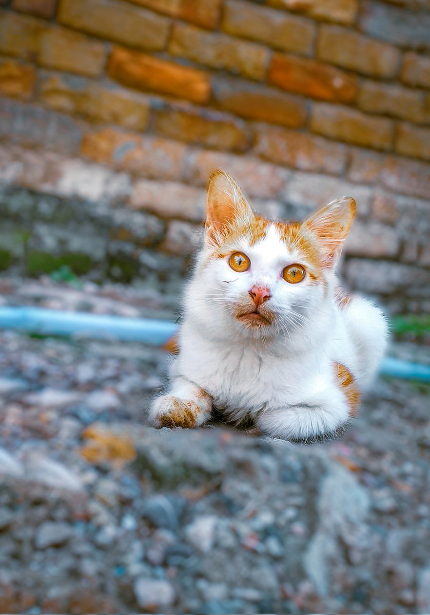 ehsan raja tweet media