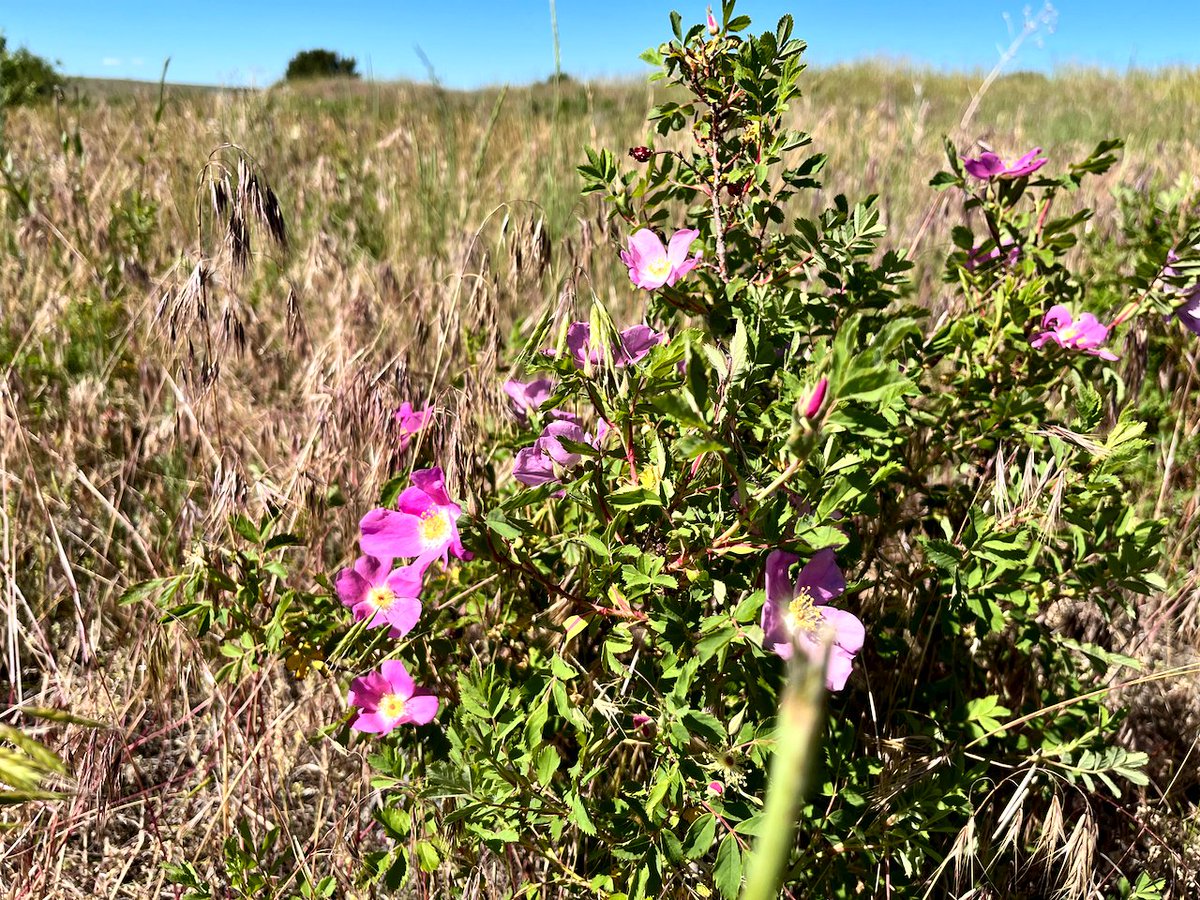 JasonKechely's tweet image. I went looking for beauty today...found it. 
#MadisonRiver  #WildRoses  #MTSummer