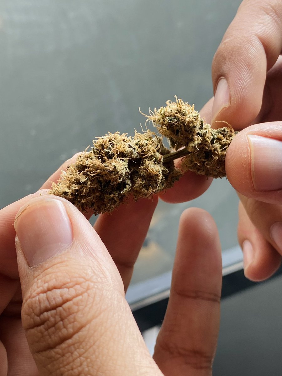 EducannaOnline's tweet photo. Nuestro primer taller de autocultivo presencial fue un éxito. Tenemos nuestra primera promoción #educannaalumni presencial. 🏡🧑🏼‍🎓👨🏻‍🎓👩🏽‍🎓🧑🏼‍🎓👩🏻‍🎓 ¡Gracias! https://t.co/G1NUyX4b4A