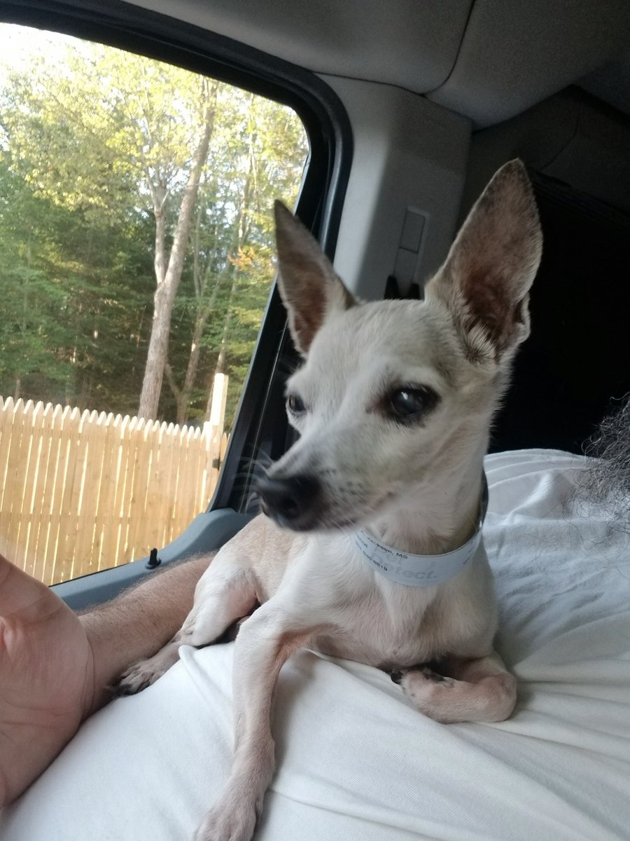MarleyMud's tweet photo. 56 #RescueDogs and #rescuecats on #RescueTransport this weekend headed to their #fureverhomes! This makes over 900 #furbabies  transported this year! https://t.co/soEbT6HJw9
