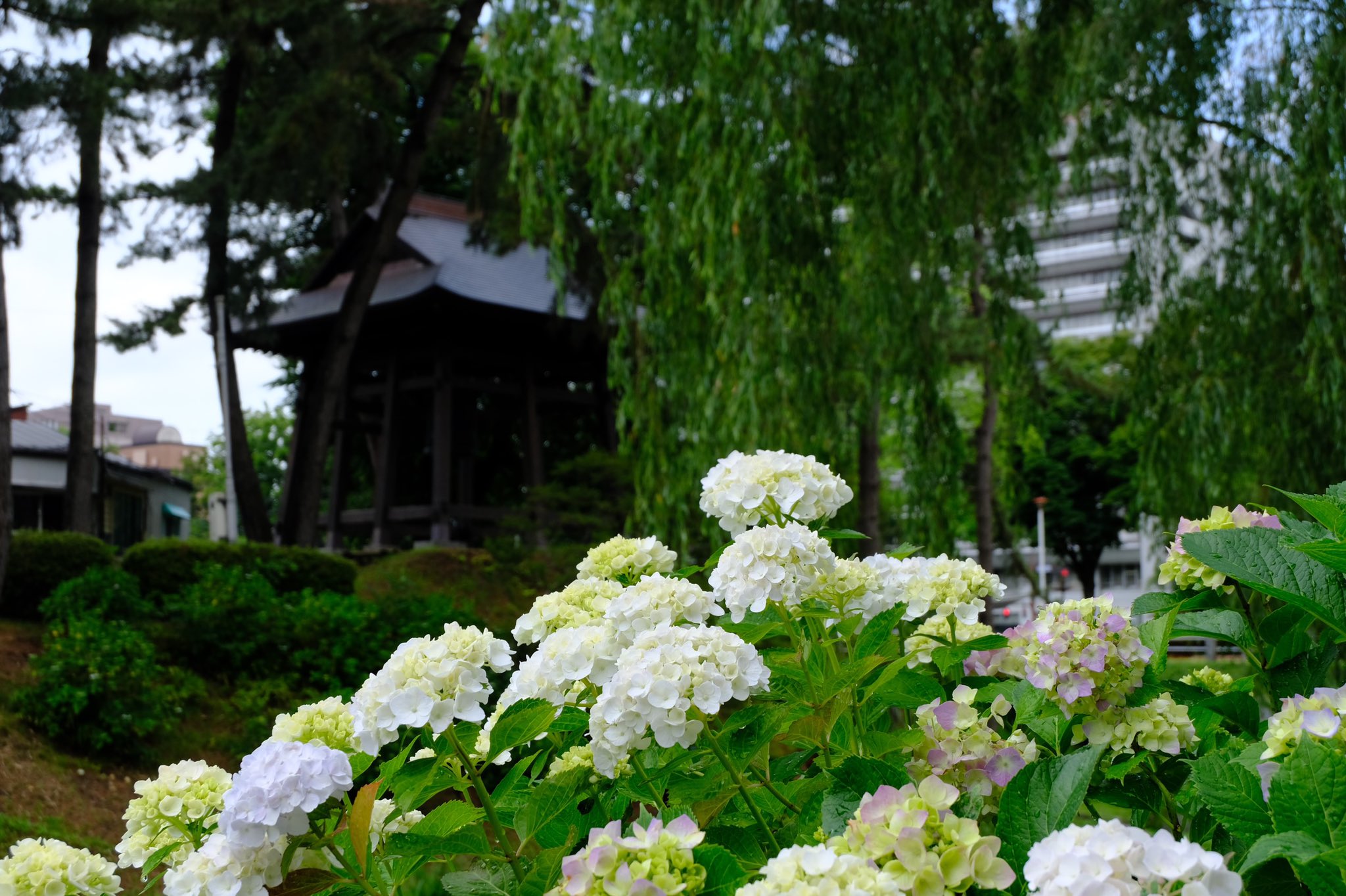 わらしちゃん 岩手公園鶴ヶ池の紫陽花だなっす 連日暑い日が続いてたがら 今朝の雨で花も元気さなったべかな 岩手公園 盛岡城跡公園 紫陽花 あじさい Iiiwate T Co He1iiqlvoe Twitter わらしちゃん 岩手公園鶴ヶ池の紫陽花だなっす 連日暑い日が続いてたがら 今朝の雨で花も元気さなったべかな 岩手公園 盛岡城跡公園 紫陽花 あじさい Iiiwate T Co He1iiqlvoe Twitter