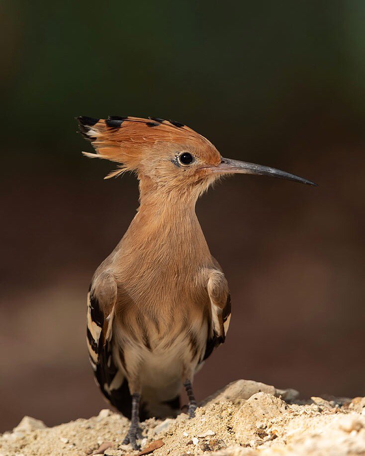 Draksphotos's tweet photo. Hoopee, Bahrain.
#Hoopee #Wildlife #Bahrain https://t.co/x8Dfwo0XUN