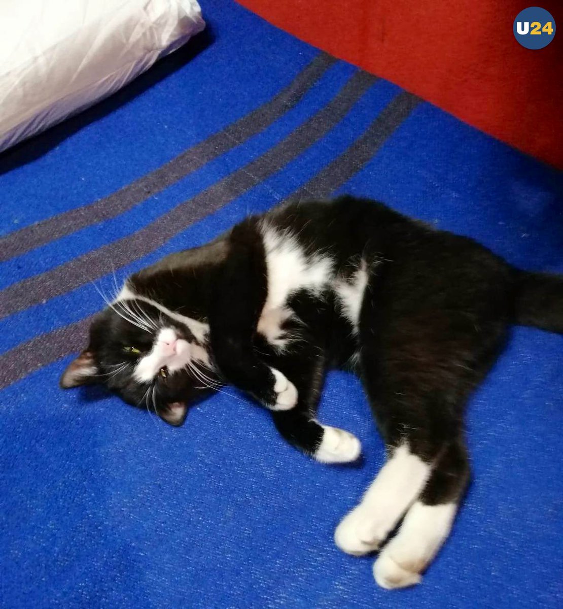 u24_news's tweet photo. 🇺🇦Meet the favorite of intelligence officers - Botsman, the cat. 
Thanks to #Botsman ('Boatswain'), bomb shelters and secured facilities of #Ukrainian intelligence are mice-free. 
📰 Defence Intelligence of the Ministry of Defence of Ukraine
#StandWithUkraine️ https://t.co/JDcIRQWQjx