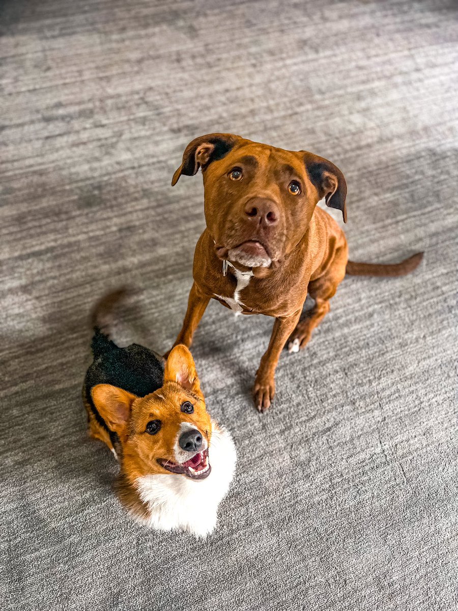 Hello from your favorite duo 💗 #DogsofTwittter #twitterdogcommunity