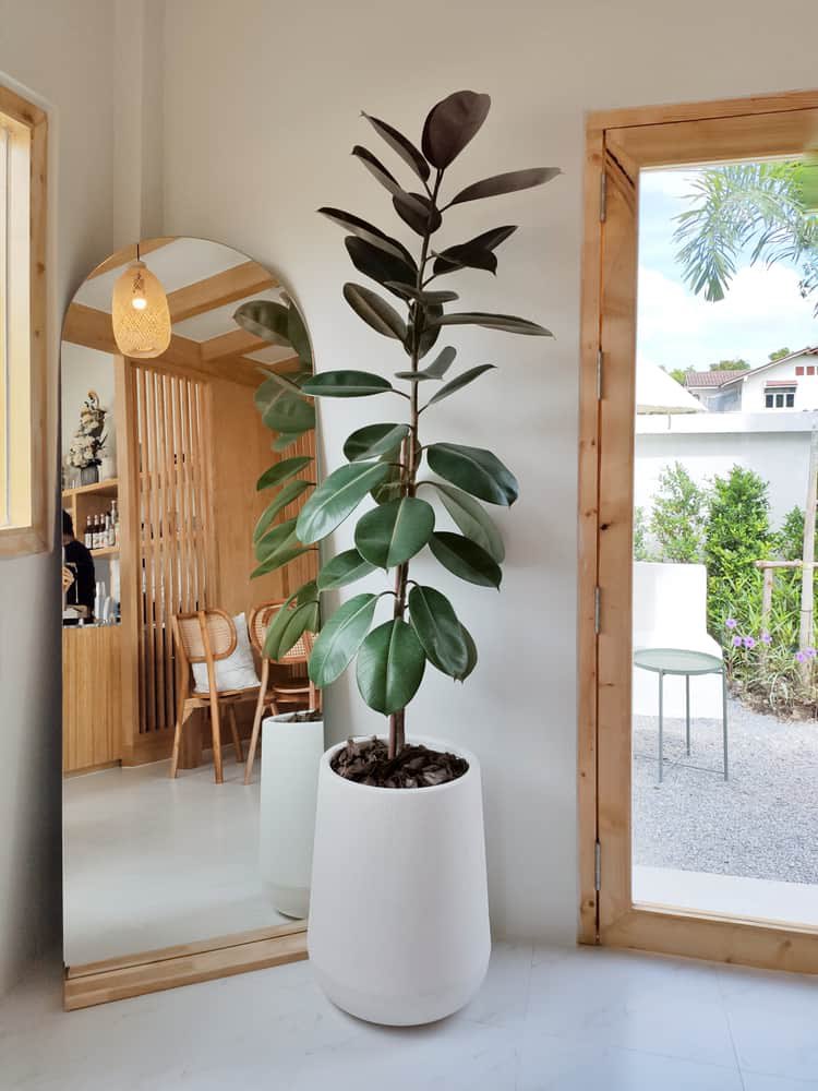 sabrinazhohir's tweet photo. live plants for our house, from β @ShopeeMY π πΏ
#shopeebys https://t.co/bJkapE4lDQ