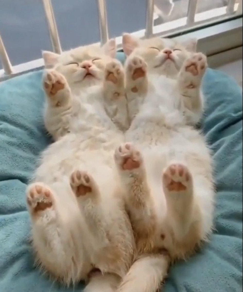 kapebeansies's tweet photo. https://t.co/vMHvEhckwu