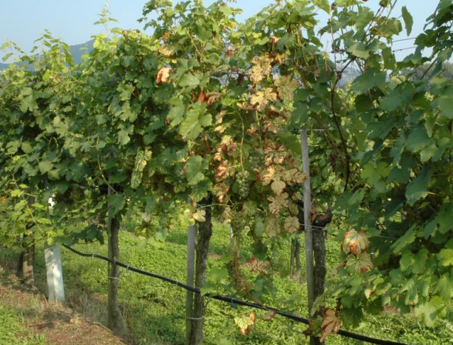marinello_unipd's tweet photo. Early detection of Esca disease is an important issue in #viticulture. I served as editor for this good work finding some solution thanks to  #hyperspectral #imaging : congrats to the authors! @UNavarra #CompAg @ELSenviron #AgTech https://t.co/4TlAREZty0 https://t.co/GggiqLQHoz