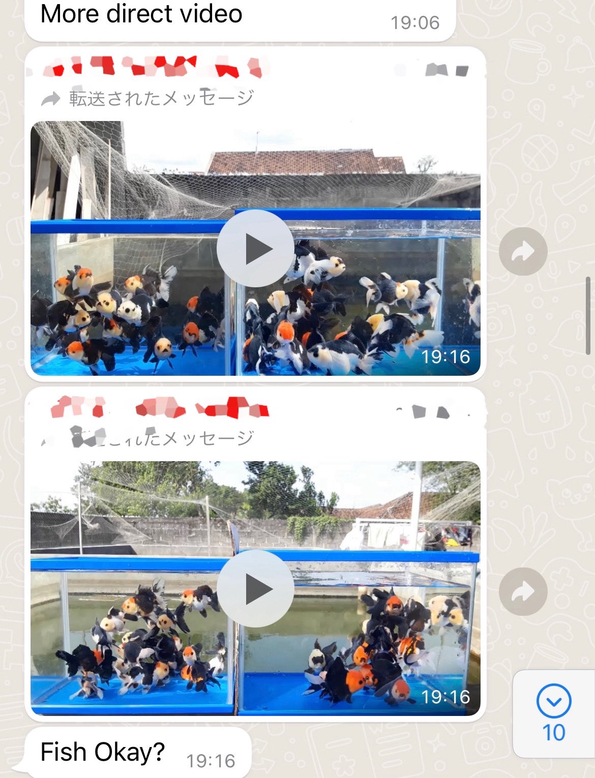 تويتر トロピカルフィッシュ佐野 金魚館 على تويتر インドネシアと次回便の商談中 パンダオランダ ハーフムーンオランダがメインです リモートで時間をかけて選別してますが なかなか良い金魚が揃いそうです ７月頭に輸入予定です パンダオランダ ハーム