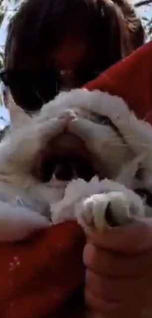 scruffkit's tweet photo. V v fierce Santa scruff for lasts day of #fierceweek!!! https://t.co/XmDDk5DQu0
