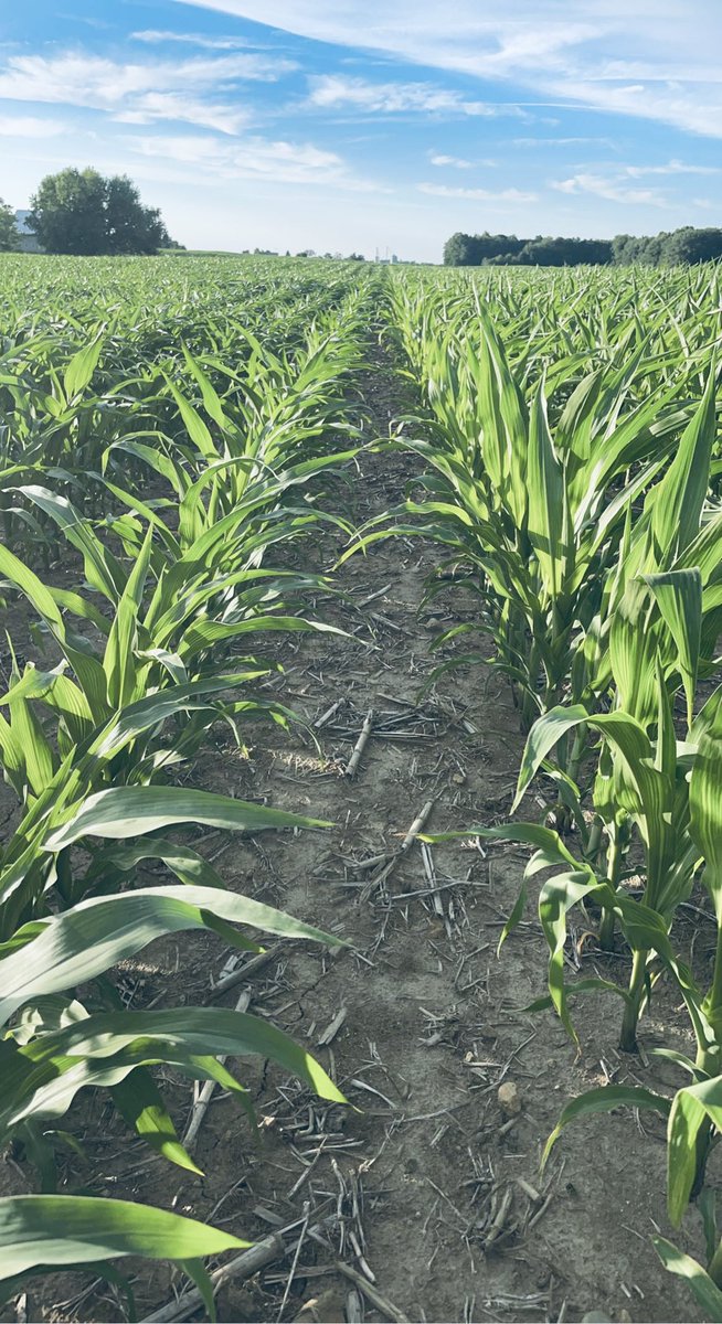 MSUMann's tweet image. Sunday Scouting🌽Definitely wanted more but happy with the small amount of rain we received. Thankful these NEW DEKALB genetics continue to impress in stress conditions! #Bayer4MI #WinningHasRoots @DKCAS_MI @Asgrow_DEKALB