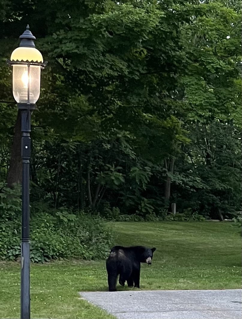 Drove down South to -Holderness School, by scenic routes for the Cellular and Molecular Fungal Biology GRC #FungalGRC2022 and welcomed by a bear. I am going to enjoy this meeting! #wildlife #sciencelife