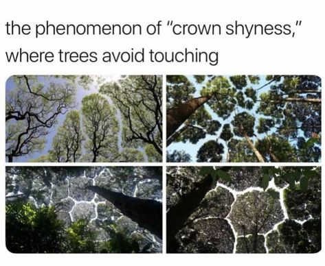 They obviously do this for the good of the #ecosystem, to allow some #sunlight in where it is needed. Helping them to #shareresources and #stayhealthy. #phenomenon #crownshyness #trees #socialdistancing