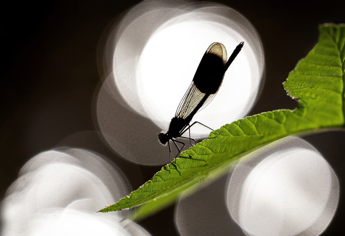 Andrew Wilson tweet media