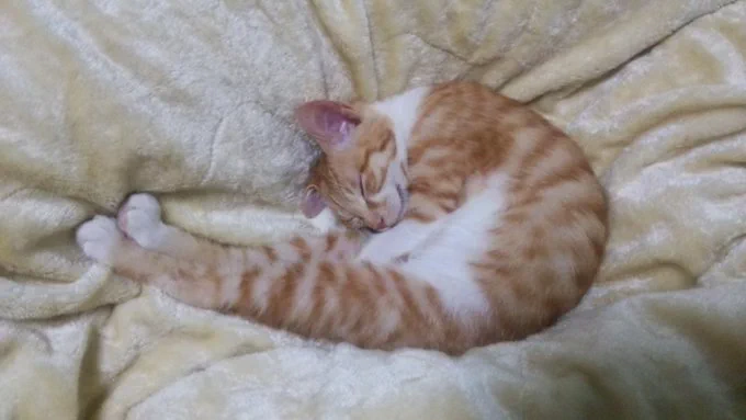 @040328yzzzzz 黒猫は黒い毛布が好きで、茶猫は茶色い毛布が
同色が安心するんですかねえ 